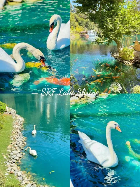 SRF Lake Shrine｜The Must-Visit Free Park in LA 🌿✨