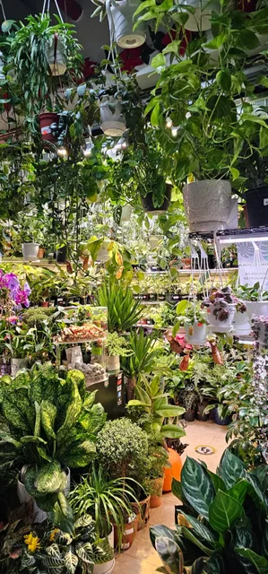 Must-visit plant shop in Queens! 🌿🌴