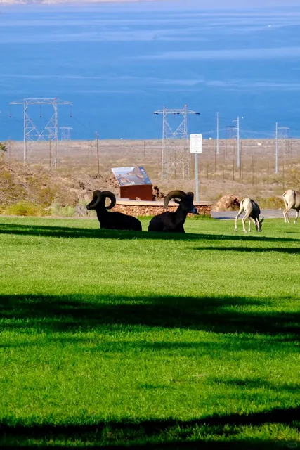 🟢 Around Vegas | Watching 50-Yard Bighorn Sheep! 🐑