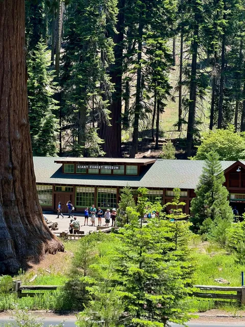 🇺🇸 Sequoia National Park | One-Day Trip Guide 🚗🍃
