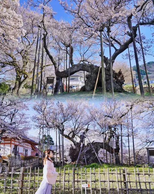  🌸 Tokyo Surroundings | Japan's Oldest Cherry Blossom Tree🌸
