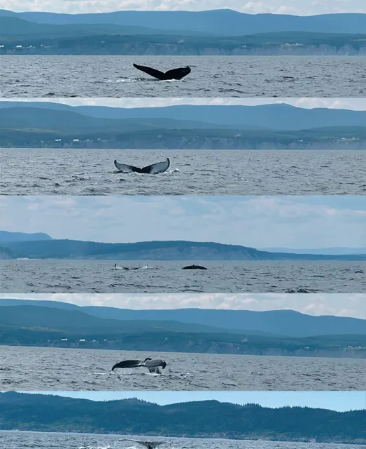 🇨🇦Gaspe｜Perce Travel Guide