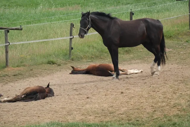 🌿 Why I Love Eastern Netherlands – A Nature Lover’s Paradise! 🇳🇱
