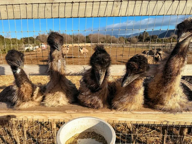 A Slice of Denmark in Southern California