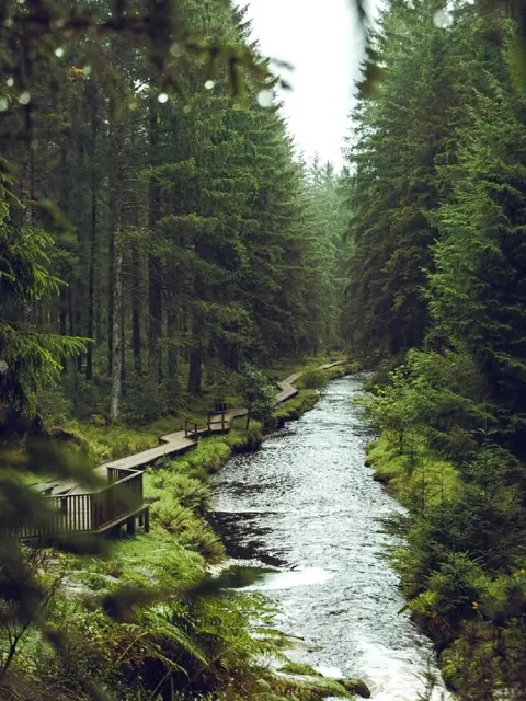 Britain’s Most Stunning Forest for Hiking & Biking!​​