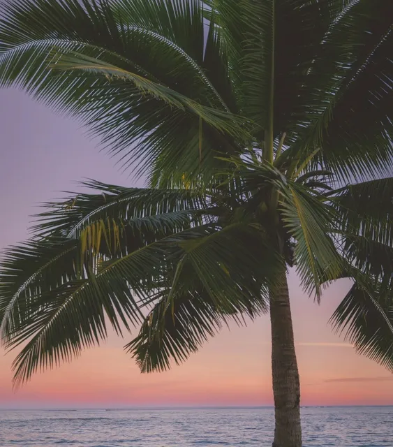 🇼🇸 Samoa-Apia Hit Me With 10,000 Points of Romance! 🌅