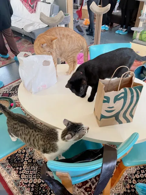 ATL Cat Cafe | Java Cats Cafe Review 🐱☕️