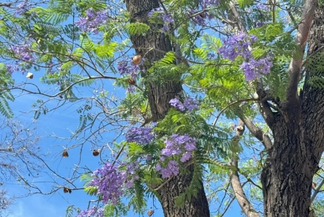 Cathedral of San Luis Potosí: Baroque Jewel and Silver Legacy