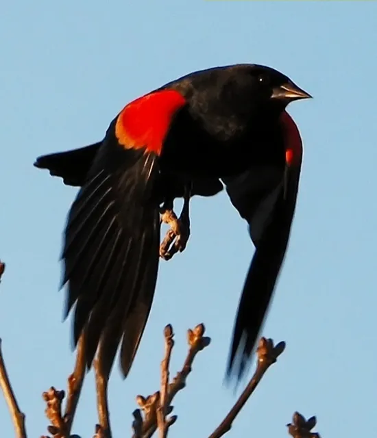 Family Fun and Birdwatching Guide: Frisco Commons Park in Dallas
