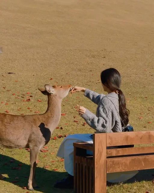 🎀 Osaka + Kyoto + Nara 6-Day Tour 🏯🍁