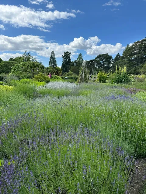 Cambridge, UK | Checking in the Hidden Botanic Garden within a Prestigious University 🌳📚