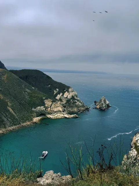 Where Foxes Roam & Dolphins Play!​​ 🦊🌊