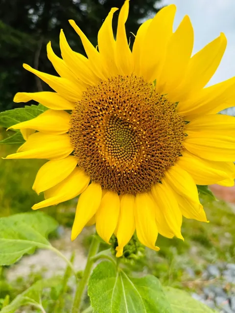 🇨🇦 Sudbury | A Wonderful Weekend Getaway～ 