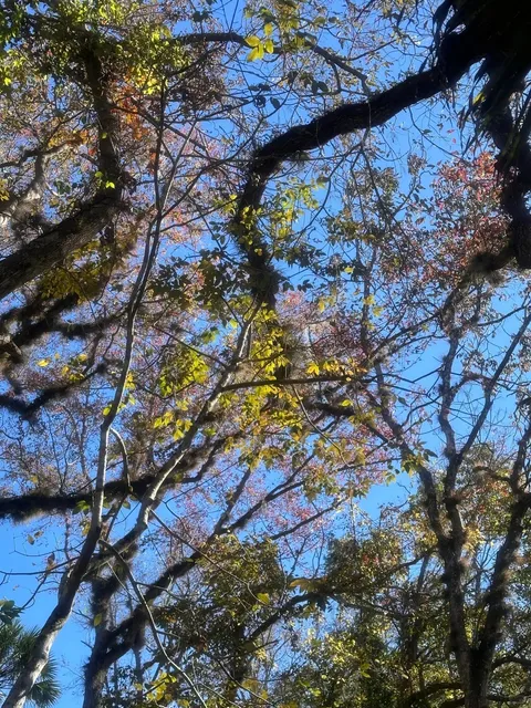 🇺🇸 Kayaking in Orlando 🧚🏻‍♀️