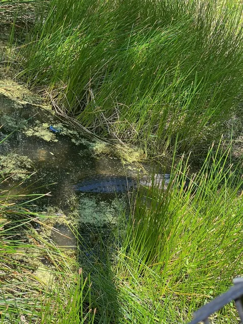 🇺🇸 Tampa is SO MUCH FUN!