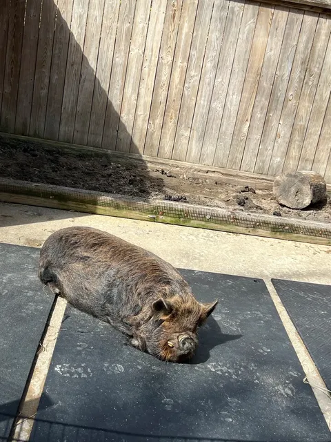 🐾 A Half-Day Trip to Greenville Zoo, SC