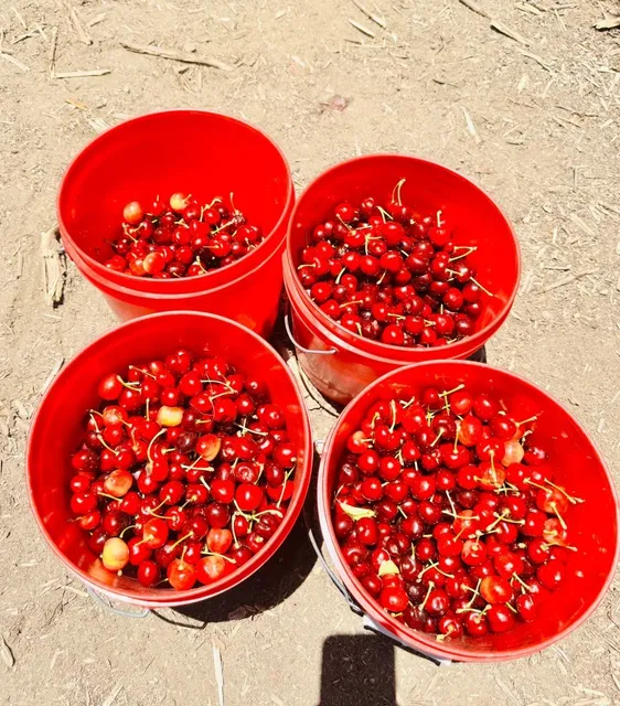 LA's Cherries Are Ripe! 🍒 Nature's Sweet & Tangy Treat 🥳