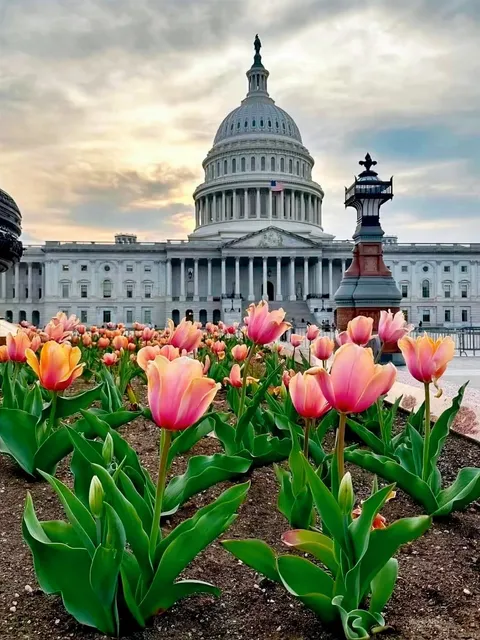 🌸 Cherry Blossom Season in Washington D.C.! 🌸 