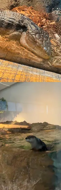 Aquarium of the Bay | San Francisco’s Underwater Wonderland 🦈🌊