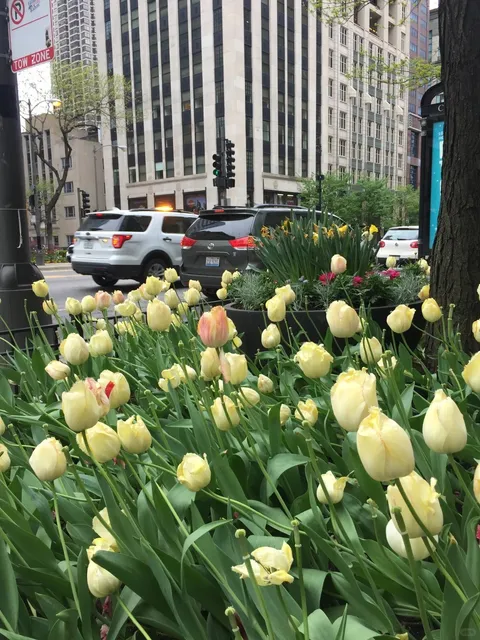🛍️ Magnificent Mile: Chicago’s Playground of Luxury & History 🗽