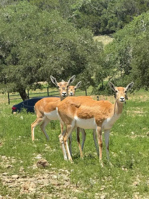 Spring Safari Magic at Natural Bridge Wildlife Ranch