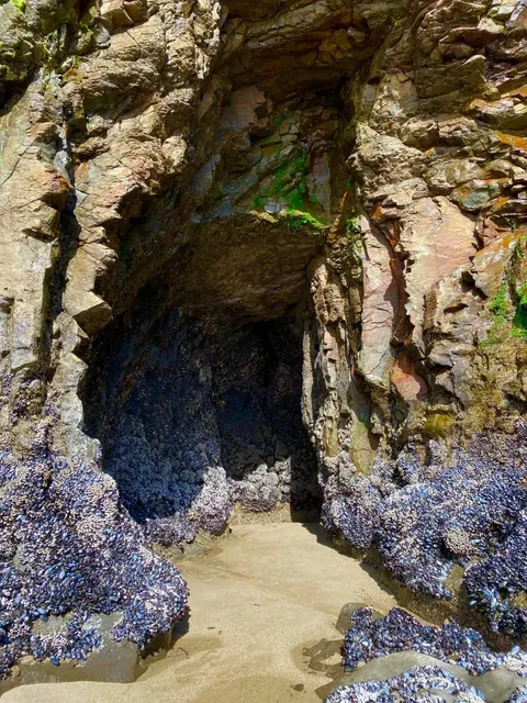 Bay Area Tide Pooling | Davenport Waterfall | Caves | Viral Swing