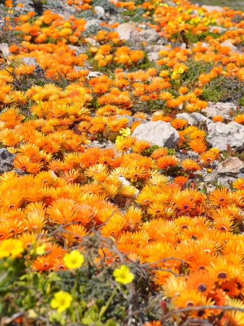 The wildest way to travel is still in South Africa