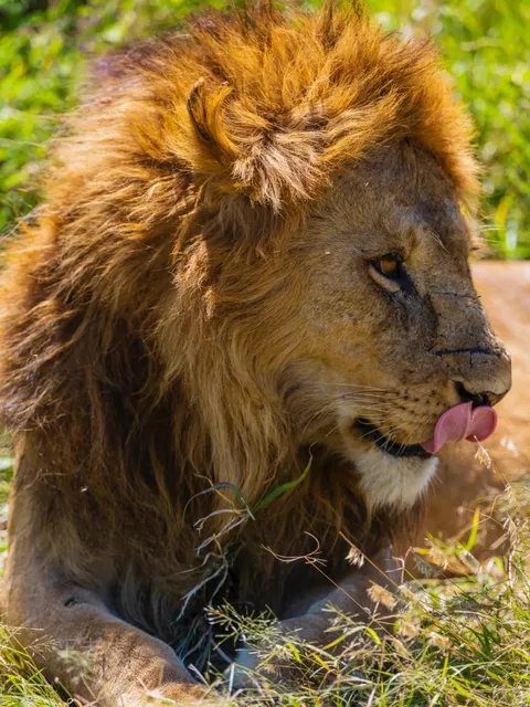 🦁📸 African Lion Portraits: Serengeti’s Majestic Close-Ups