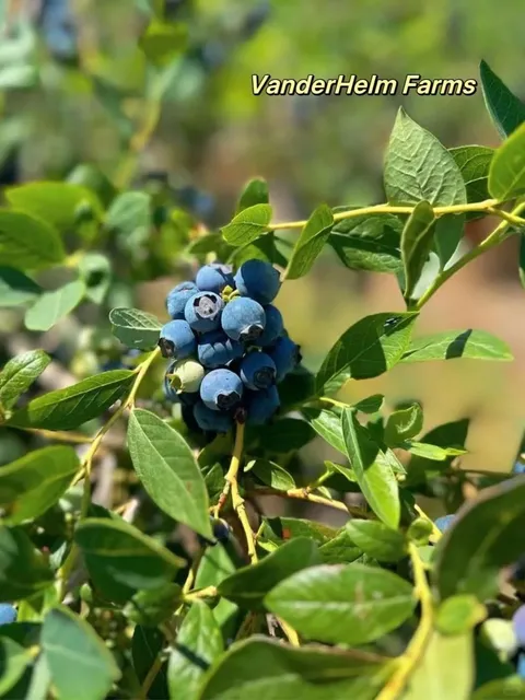 🌿 Family Outing Every Year 🚗 U-Pick Is a Must!