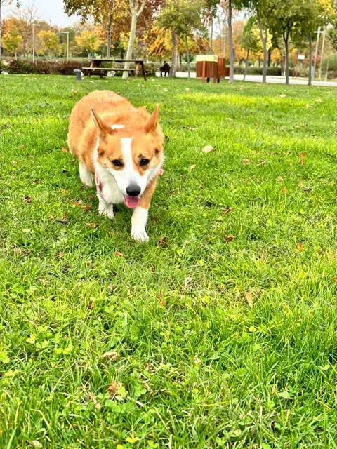 🇪🇸 Summer Stay in Madrid: Cozy & Budget-Friendly! 🏡🐶