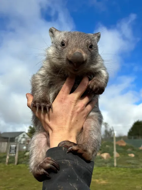 🇦🇺 Where to visit in Canberra | I finally got to hold a wombat!