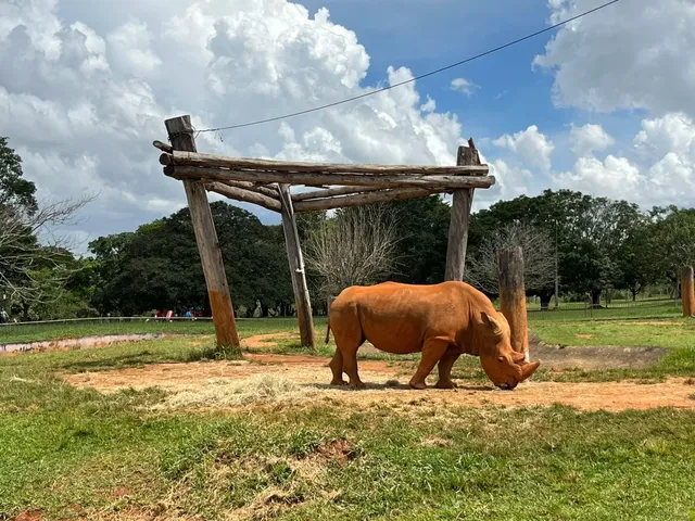 🇧🇷 The Lonely Residents of Brasília Zoo