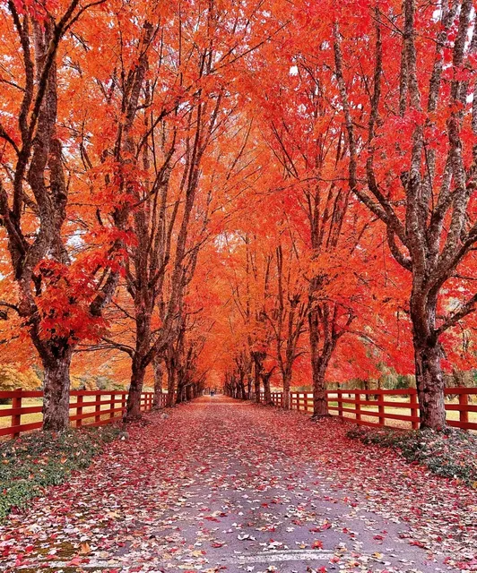 Seattle Autumn Maple Viewing Guide | 5 Must-Visit Fall Foliage Spots 