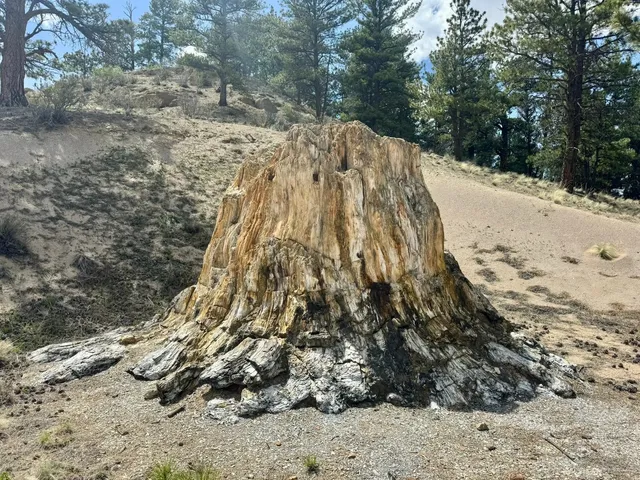 Colorado: Florissant Fossil Beds National Monument 🌲🪨