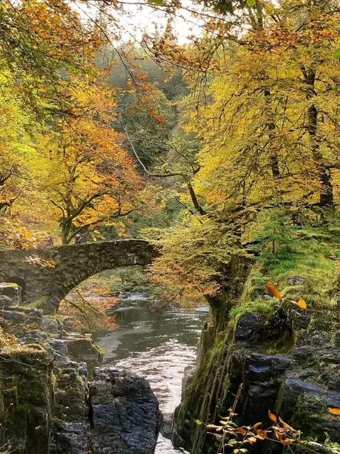  Just 2 Hours from Edinburgh: A Magical Fir Forest Hike! 🌲✨​​