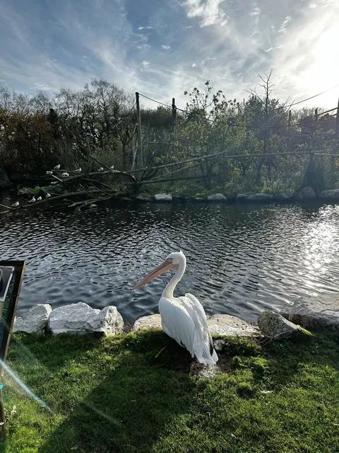 🇮🇪 Cork Day Trip: Fota Wildlife Park & Cobh