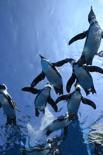 Sunshine Aquarium in Ikebukuro 🐠