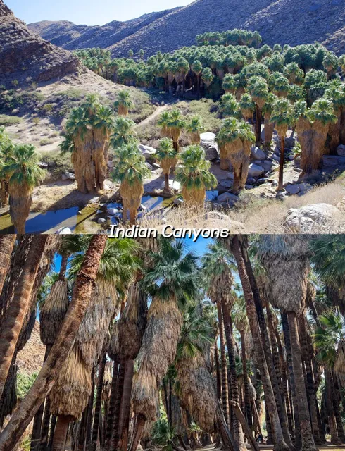 Palm Springs Travel Guide | California’s Desert Oasis 🌵✨  