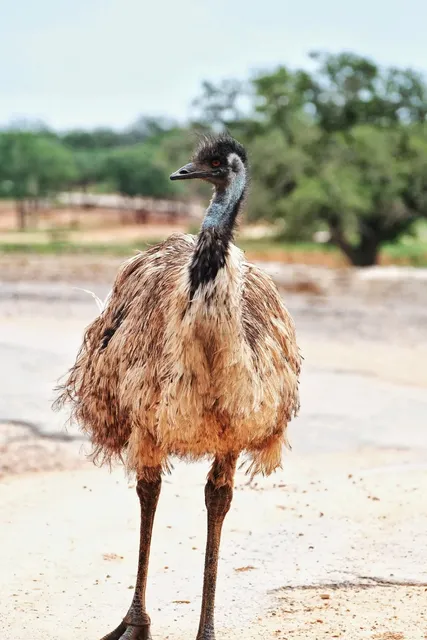 Wild Encounters at Exotic Resort Zoo: Austin’s Animal Paradise! 🦌