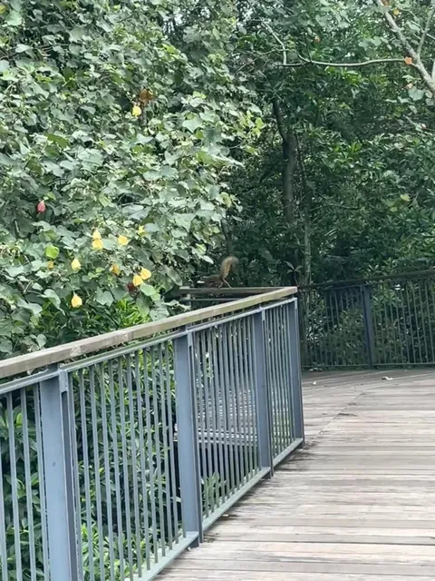 🌿🍃 Sungei Buloh Wetland Reserve 🌸