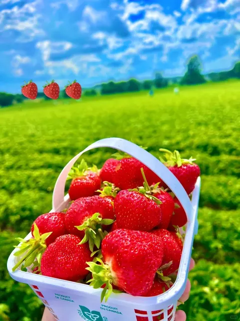 🇨🇦HUGE & SWEET Strawberry Picking Near Toronto! 🍓