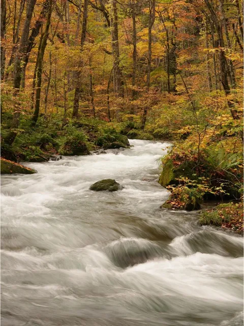 🍁 Japan's Famous Maple-Viewing Spots: A Fairytale in Autumn (1)🍂