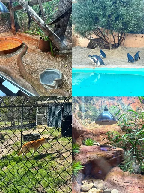 A Perfect Slow-Paced Escape from Melbourne！🚂💨