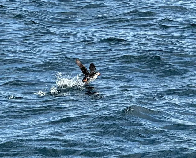 🇨🇦 St. John’s: Where Sunshine Meets Adventure! 🌞