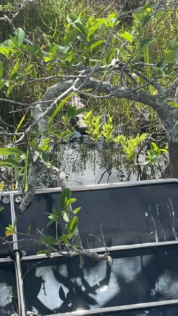 An Amazing Alligator Adventure in Miami! 🐊🌿