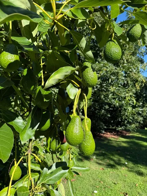 Tauranga Farm PYO (Pick-Your-Own) Day Trip 🧺  