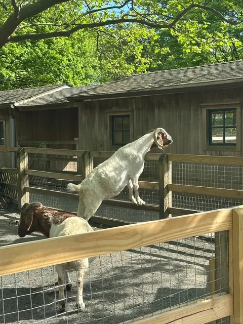 Queens Zoo - A Hidden Gem in New York City! 🌳🐾