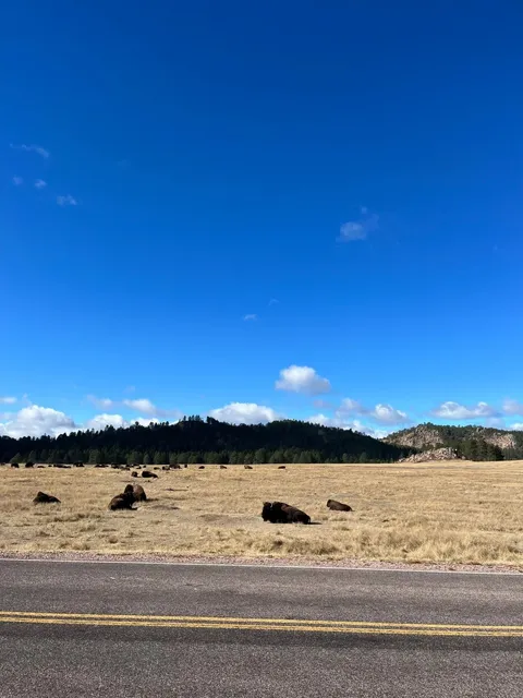 Wind Cave National Park | One-Day Trip Guide 🏞️