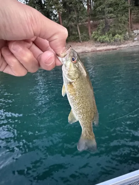Unlocking Paddleboard Fishing 🎣