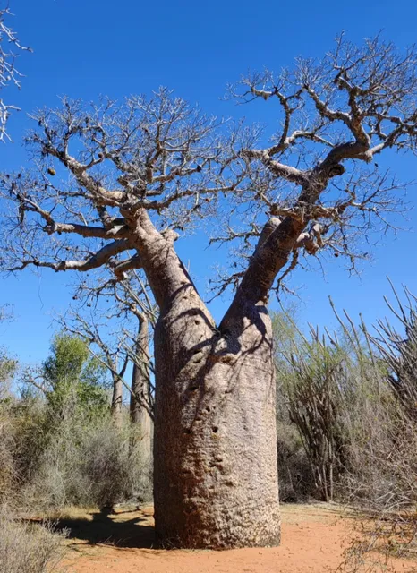 🌳 Mission Accomplished! Met a 1,600-Year-Old Baobab in Madagascar